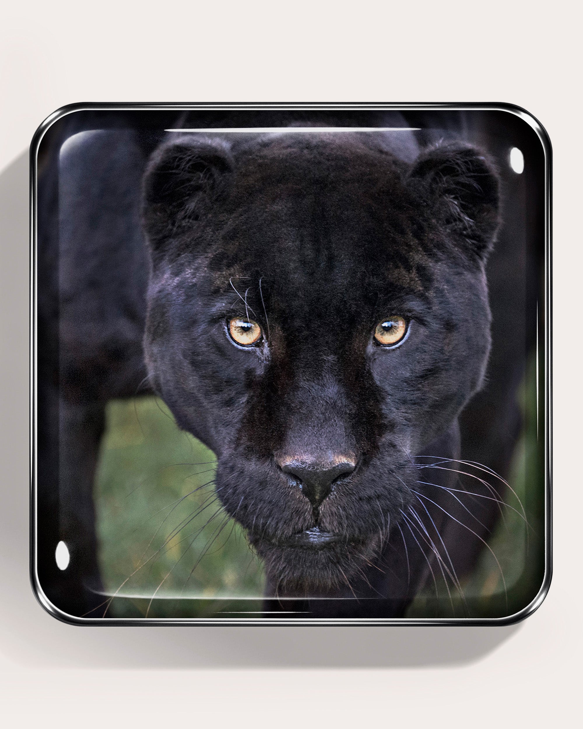 Black Jaguar Eye Quartet