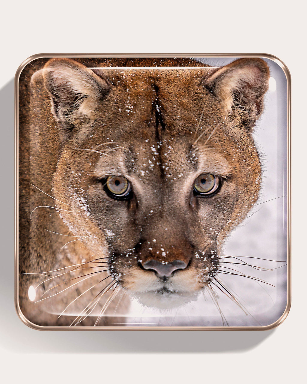 Cougar Eye Quartet