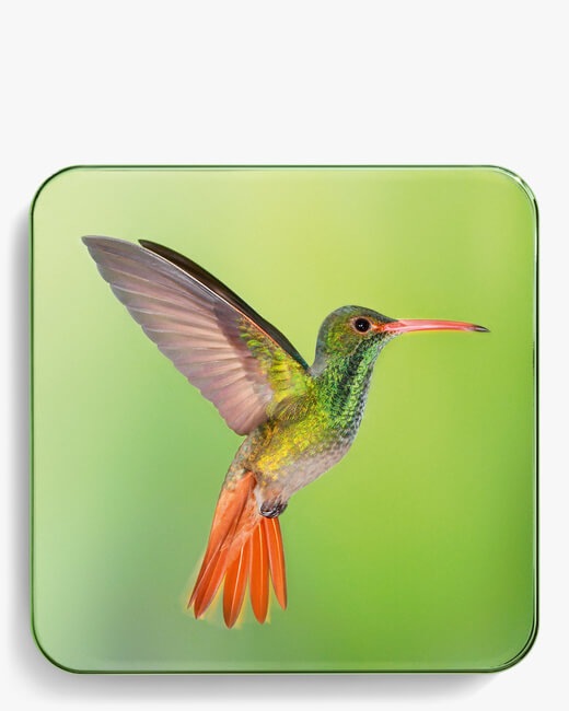 Warm Hummingbird Quartet