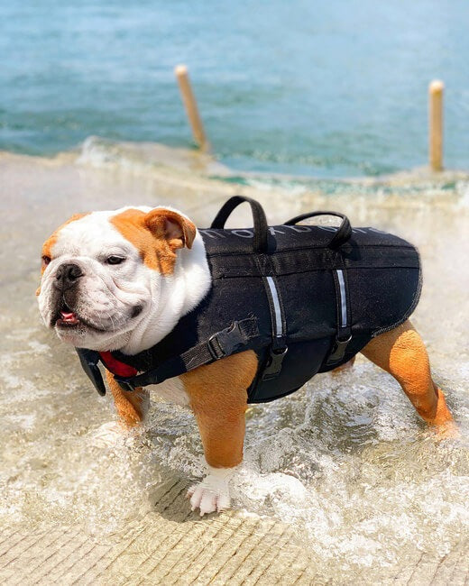 Sport Dog Life Jacket