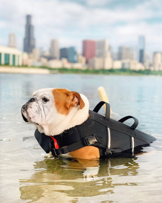 Sport Dog Life Jacket