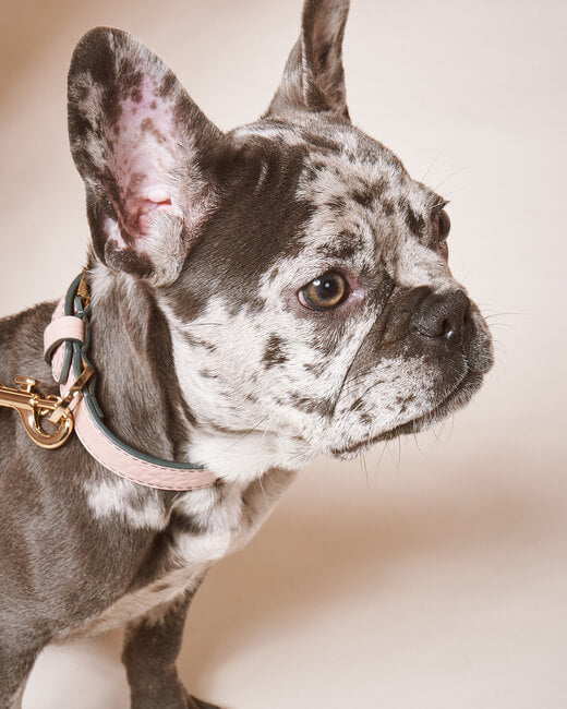 Stella Dog Collar