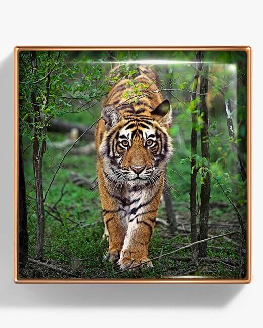 Tiger Luminescent Eye Shade