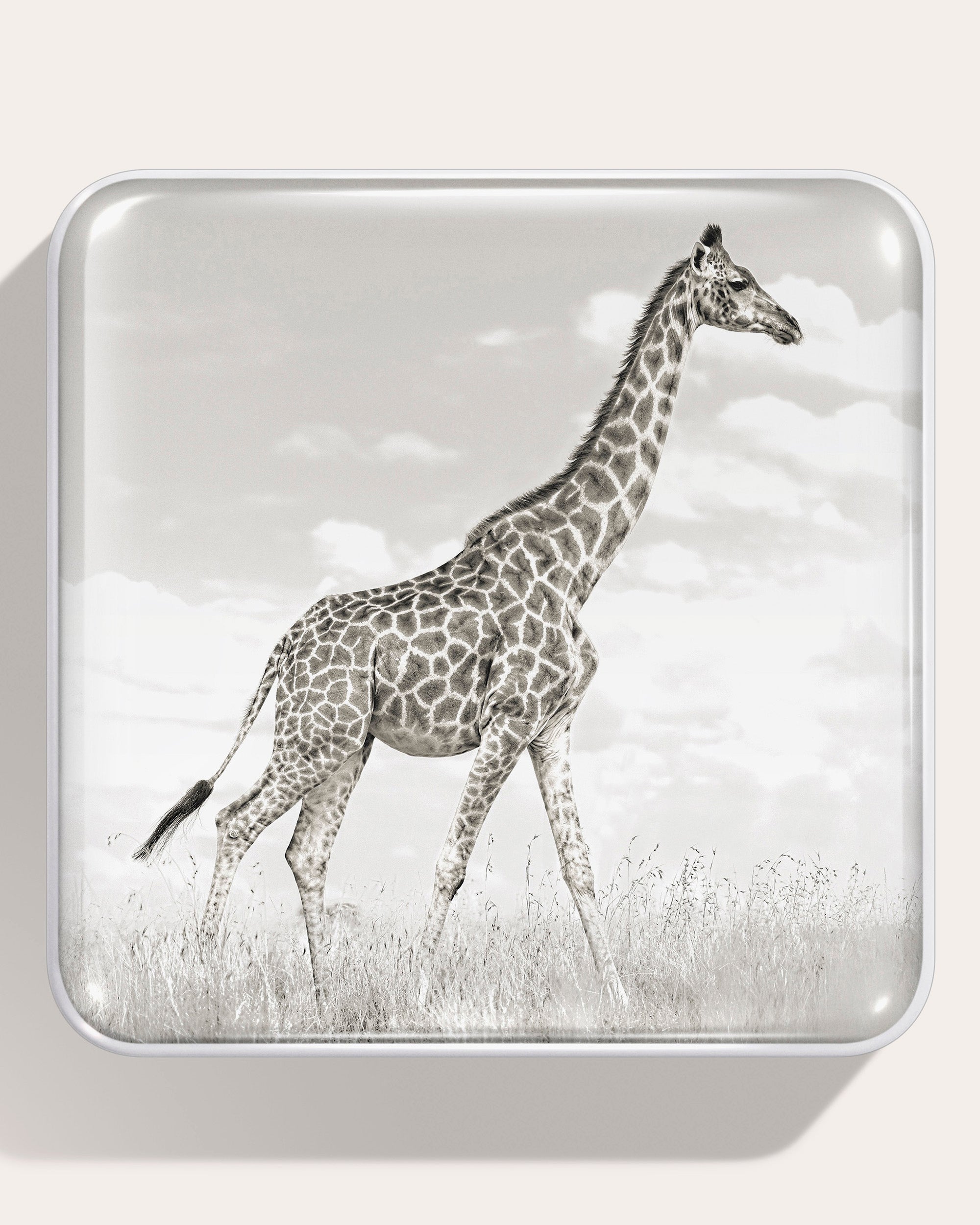 Giraffe Eye Quartet